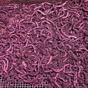 Organic Worm Castings | Jo Jo Farms | Soil Enhancer